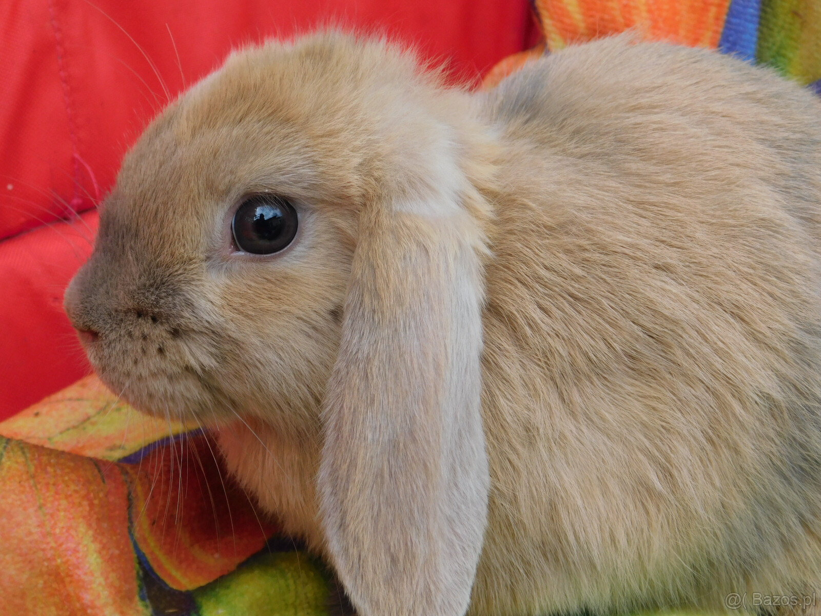 Niebiesko- białe baranki mini lop - 4