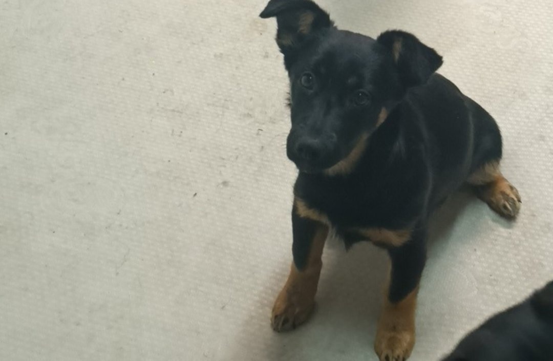 Szukamy dobrych domkow - 4