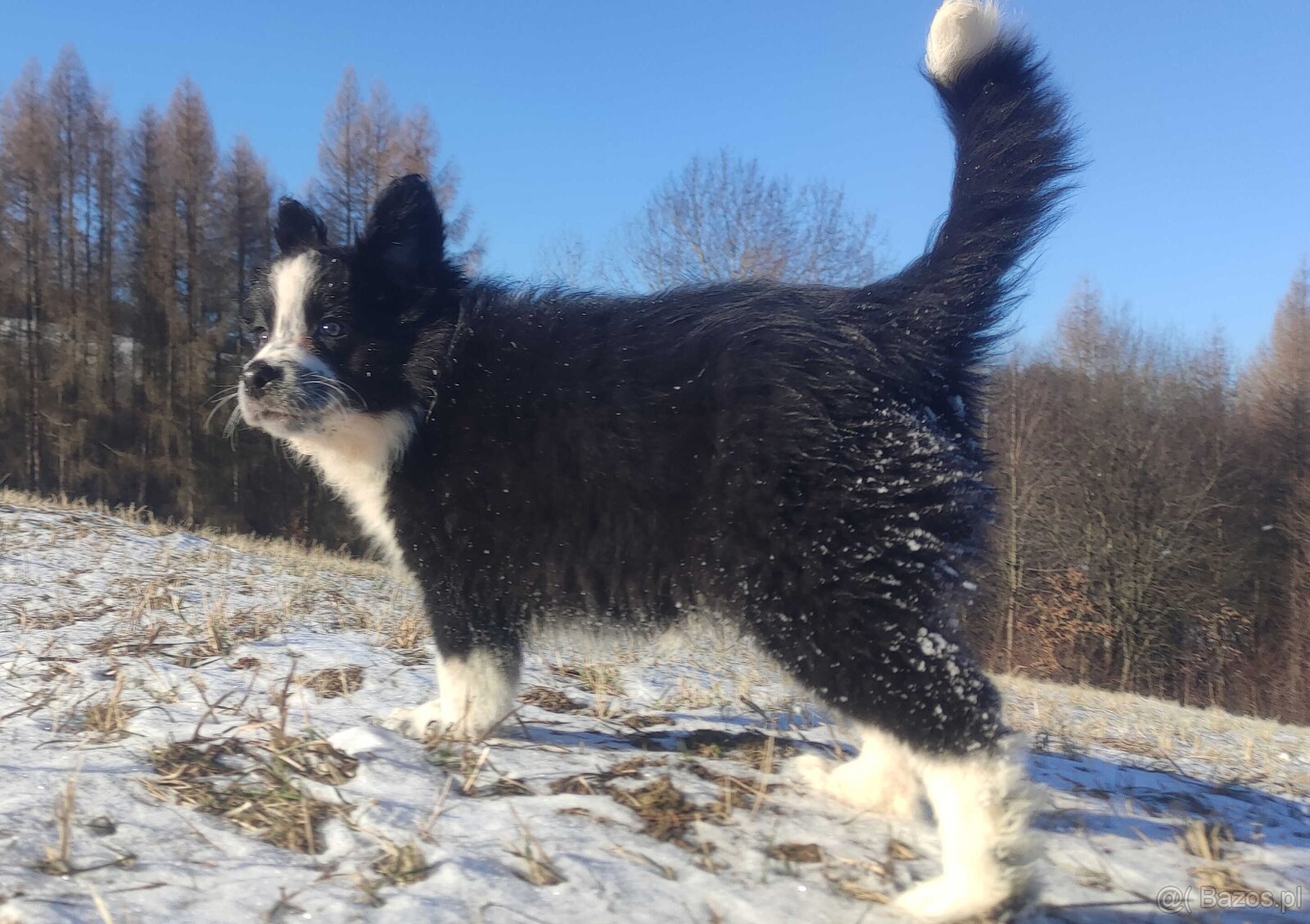 Szczeniak Suczka BORDER COLLIE z Hodowli - Rasowa pełna dok. - 4