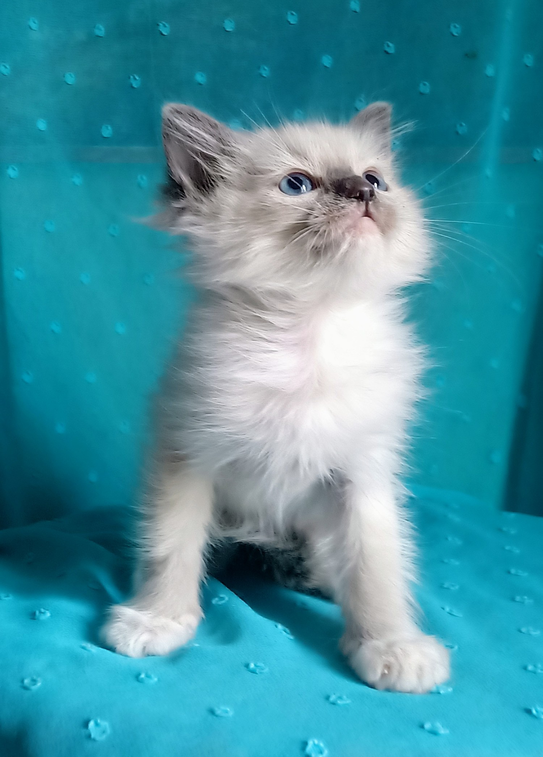 Piękny kocurek Ragdoll z rodowodem i wyprawką - 4