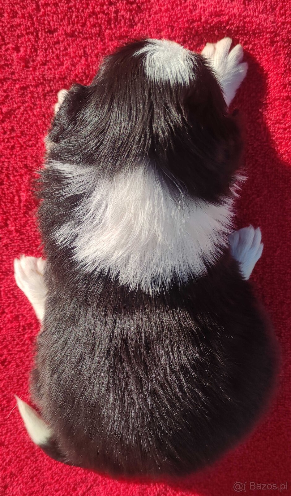 Rasowa suczka BORDER COLLIE z Hodowli - pełną dok. - 4