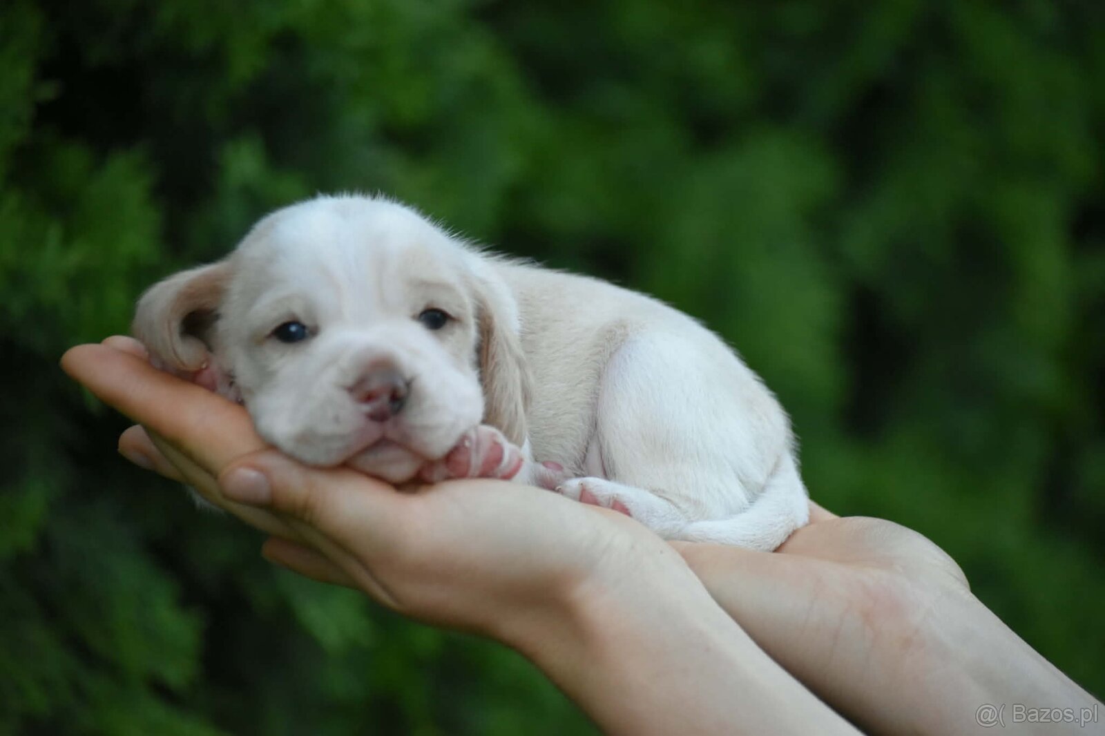Beagle s PP (FCI) - 4