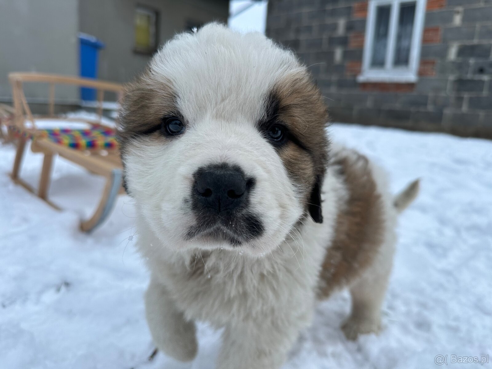 Bernardyn szczeniaki - 4