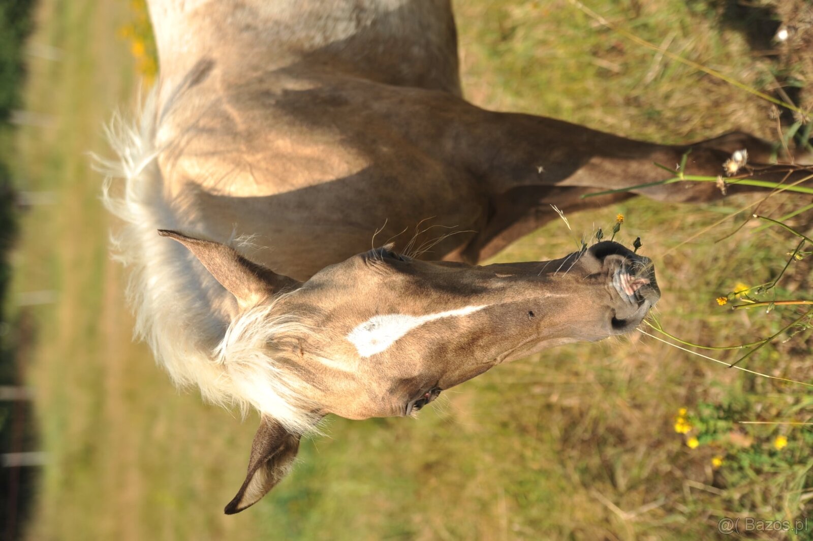 Qh - 4