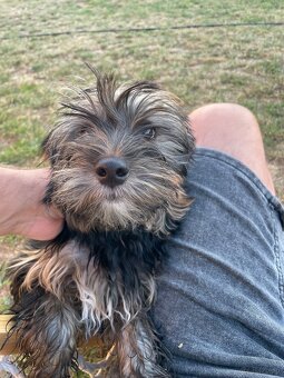 York Terrier - 4