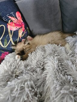 Kocięta Ragdoll - 4
