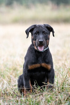 Beauceron - Owczarek francuski - 4