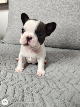 Buldog Francuski - 4