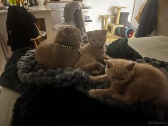 Kocięta brytyjski - 4