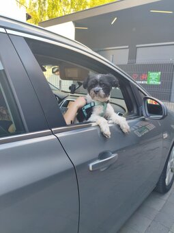 Oddam psa w dobre ręce za darmo - 4