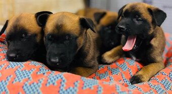 Owczarki belgijskie malinois - 4