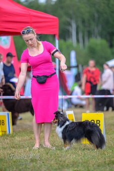 Owczarek szetlandzki, sheltie. - 4