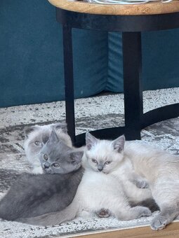 Kotki rasowe point - 4