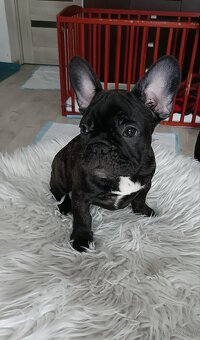 Buldogi Francuskie Szczenięta - 4