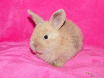 Cudne barank mini lop - 4