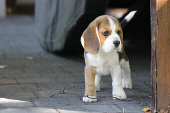 Beagle księżniczka po Championie  ZKwP (FCI) - 4