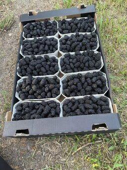 Import owoców i warzyw - 4