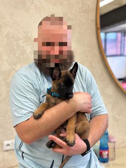 Owczarek belgijski z rodowodem FCI - 4