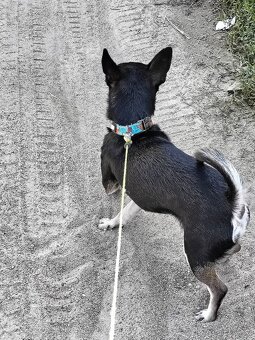 Witam Sprzedam pieska Chihuahua krótkowłosy - 4