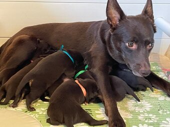 Australian kelpie - 4
