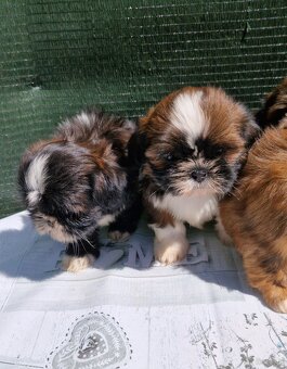 Szczenięta Shih-tzu - 4