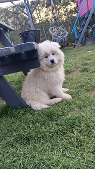 Szczenięta rasy Samoyed - 4