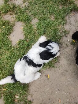 Suczka Shih-tzu - 4