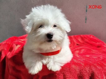 SUCZKA biała Coton De Tulear szczenię ZHPR UCI Kraków - 4