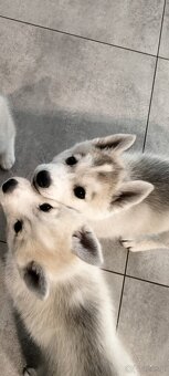 Suczka Siberian Husky - 4