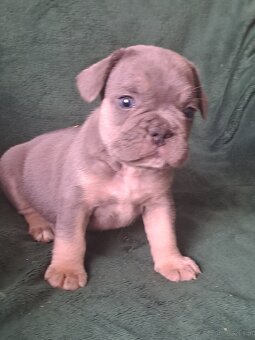 Buldog francuski - 4