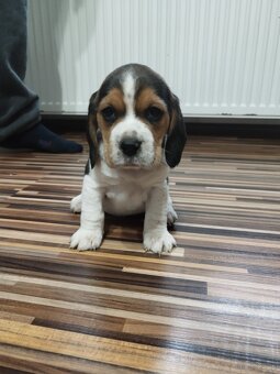 Rodowodowe szczenięta rasy Beagle tricolor, profil DNA - 4