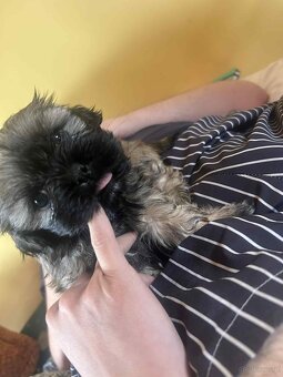 Sprzedam szczeniaka SHI-TZU - 4