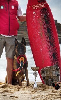 Owczarek Belgijski Malinois FCI/ZKWP - 4