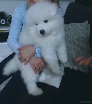 Sprzedam szczeniaka Samojed - 4