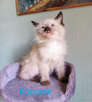 Kocięta Ragdoll z rodowodem i wyprawką - 4