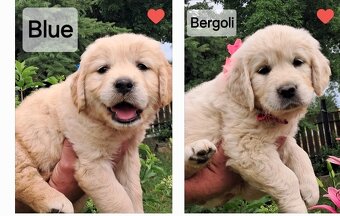 Golden retriever ZKwP FCI wlasna dogoterapia 24/h - 4