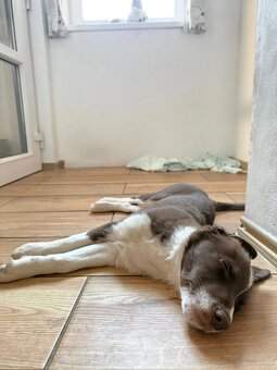 Ten piękny psiak szuka swojego prawdziwego domu 🏡 - 4