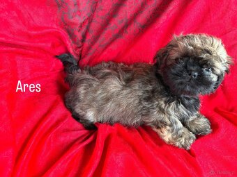 Szczeniak rasy Shih Tzu - 4