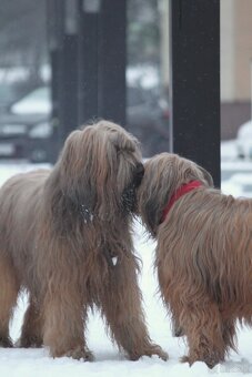 Owczarek Francuski Briard FCI - 4