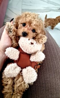 Sunia i chopiec pudelki toy po tatusiu FCI - 4