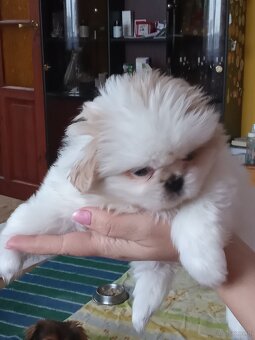 Szczeniaki pekinczyka - 4