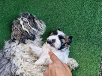 Śliczna suczka Shih Tzu - 4