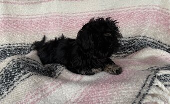 Szczeniak Shih Tzu - 4
