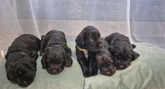 PŁochacz Niemiecki WACHTELHUND - 4