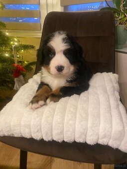 Berneński pies pasterski - 4