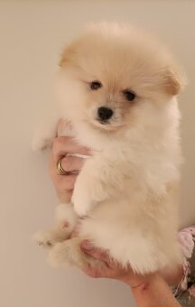 SZPIC MINIATUROWY POMERANIAN - SUCZKI - 4