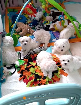 Bichon frise maluszki (dziewczynka) - 4