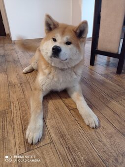 Akita Inu szczeniaki - 4