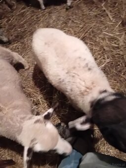 Baranki do Twojego ogródka - 4