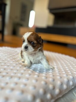 Shih tzu - 4